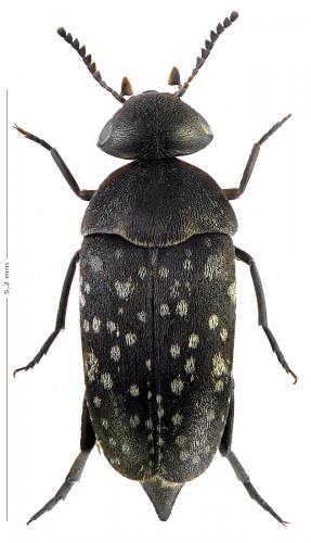 Curtimorda maculosa