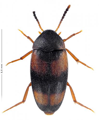 Cyrtanaspis phalerata