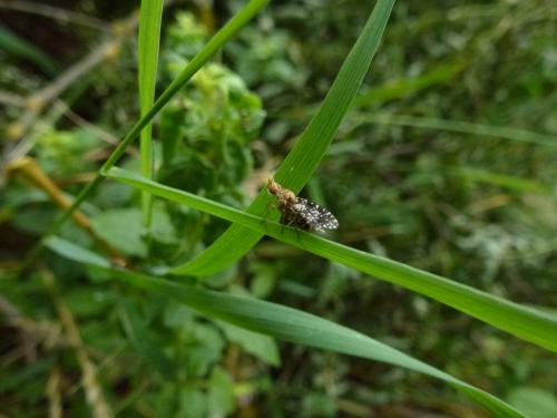 Réf. 151 088 : Trypetoptera punctulata