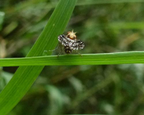 Trypetoptera punctulata
