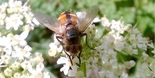 Réf. 151 334 : Tachina fera