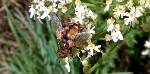 Réf. 151 335 : Tachina fera