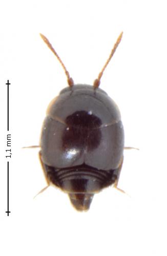 Cypha sp.