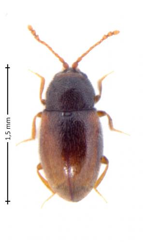 Atomaria sp.