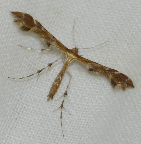 Oxyptilus sp.