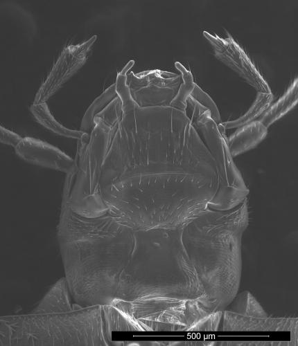 Réf. 151 339 : Trocharanis mestrei