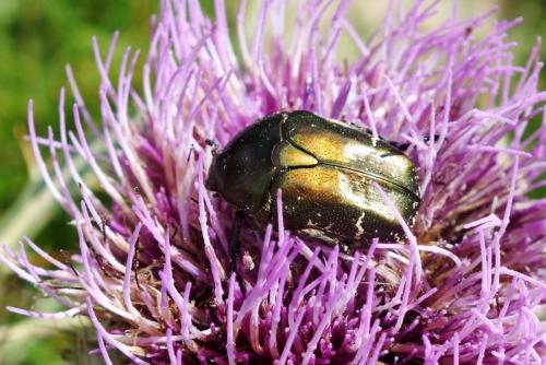 Réf. 151 235 : Potosia cuprea