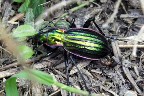 Réf. 151 434 : Carabus solieri