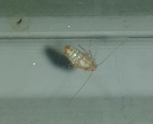 Ectobius sp.