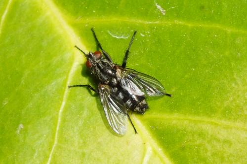 Stevenia sp.