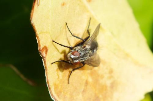 Stevenia sp.