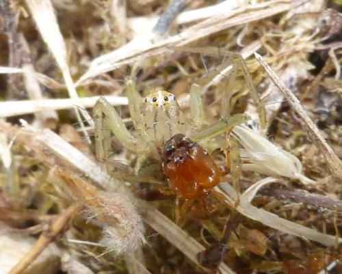 Réf. 151 760 : Oxyopes sp.