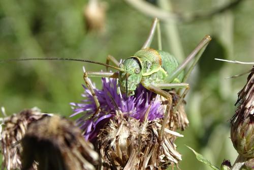 Réf. 151 337 : Ephippiger sp.