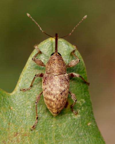 Réf. 151 104 : Curculio elephas