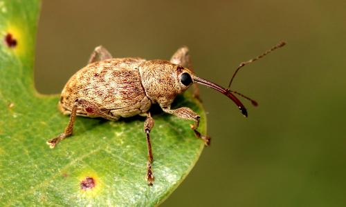 Réf. 151 105 : Curculio elephas