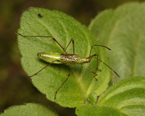 Metatropis rufescens