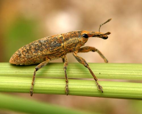 Réf. 151 228 : Lixus punctiventris