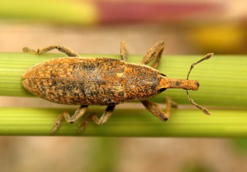 Réf. 151 227 : Lixus punctiventris