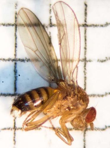 Drosophila melanogaster
