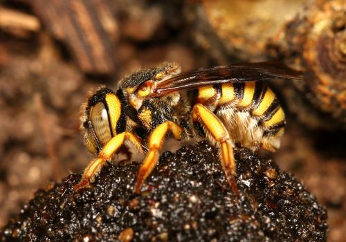 Icteranthidium grohmanni