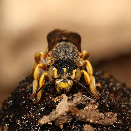 Icteranthidium grohmanni