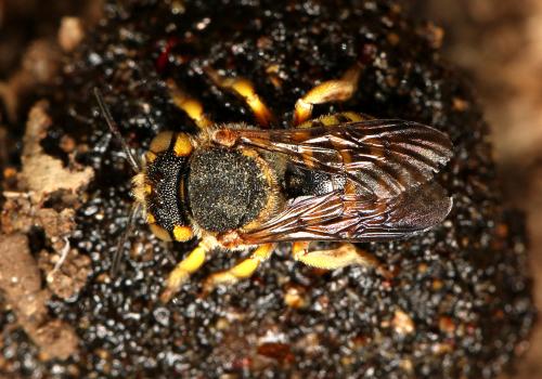 Icteranthidium grohmanni