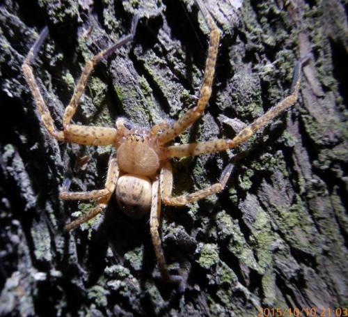 Olios argelasius
