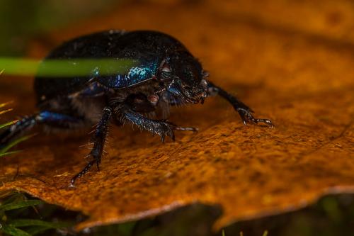 Anoplotrupes stercorosus