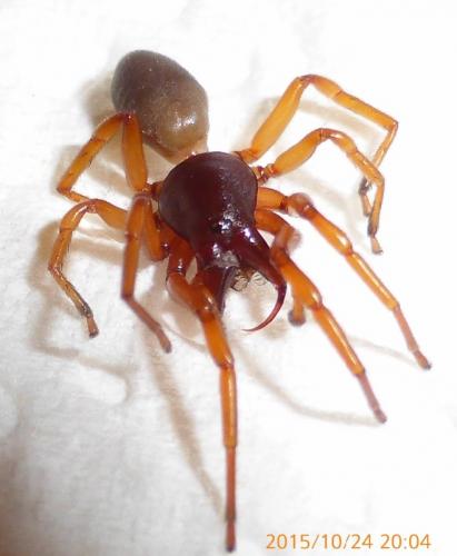 Réf. 151 838 : Dysdera sp.
