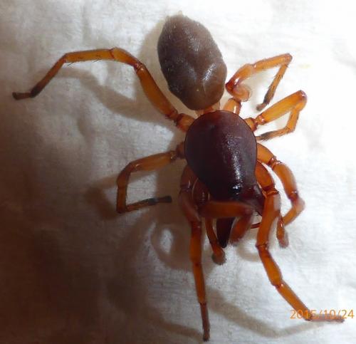 Réf. 151 878 : Dysdera sp.