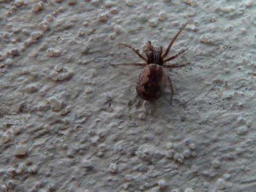 Brigittea civica