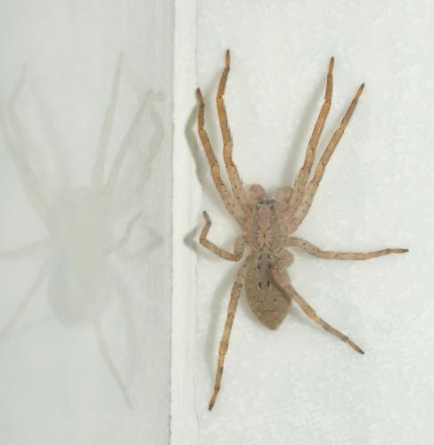 Réf. 151 863 : Zoropsis spinimana