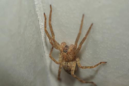 Zoropsis spinimana