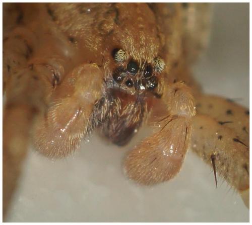 Zoropsis spinimana
