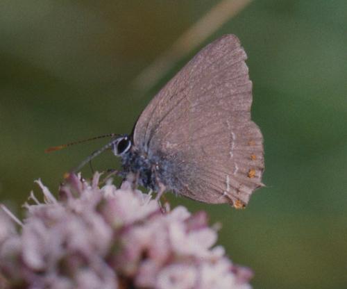 Satyrium esculi