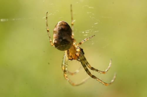 Metellina sp.