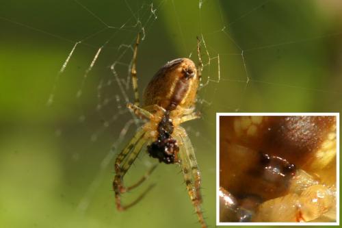 Metellina sp.
