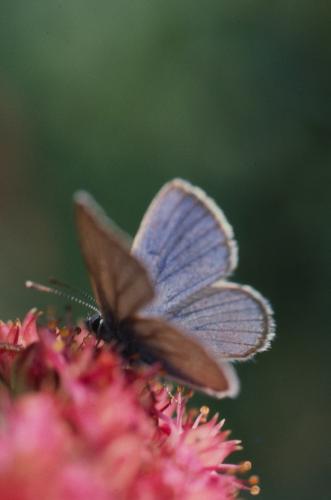 Réf. 151 456 : Cyaniris semiargus