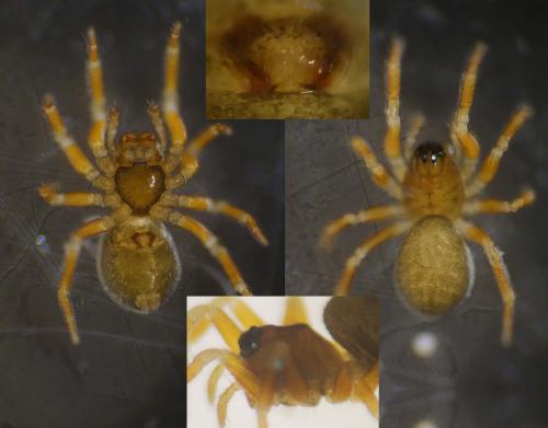 Minyriolus pusillus