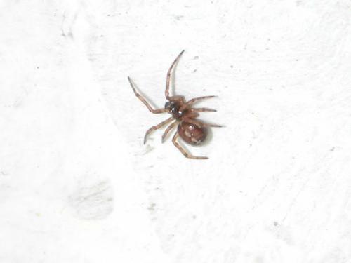 Steatoda bipunctata