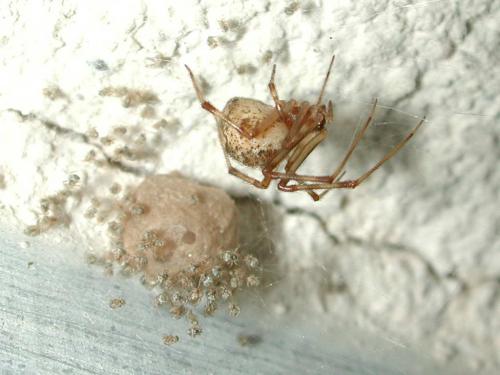 Parasteatoda tepidariorum
