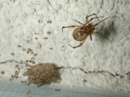 Réf. 151 056 : Parasteatoda tepidariorum