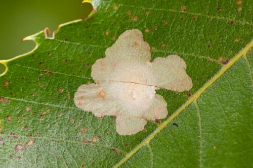 Tischeria ekebladella