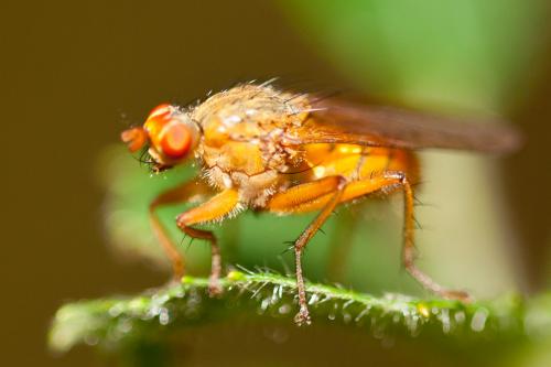Scathophaga sp.