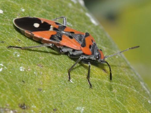 Réf. 151 035 : Lygaeus equestris