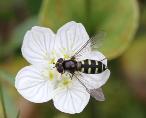 Melangyna umbellatarum