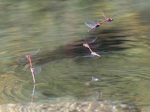 Sympetrum striolatum