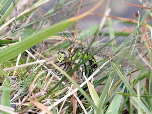 Aeshna cyanea