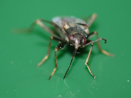 Rhyparochromus vulgaris
