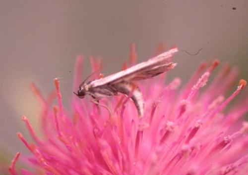 Homoeosoma nebulella